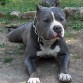 macho american bully propiedad www.americanbully.es